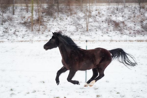 Pferd Kleinfilou im Galopp im Schnee