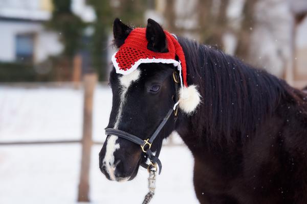 Pferd Kleinfilou mit Weihnachtsmütze